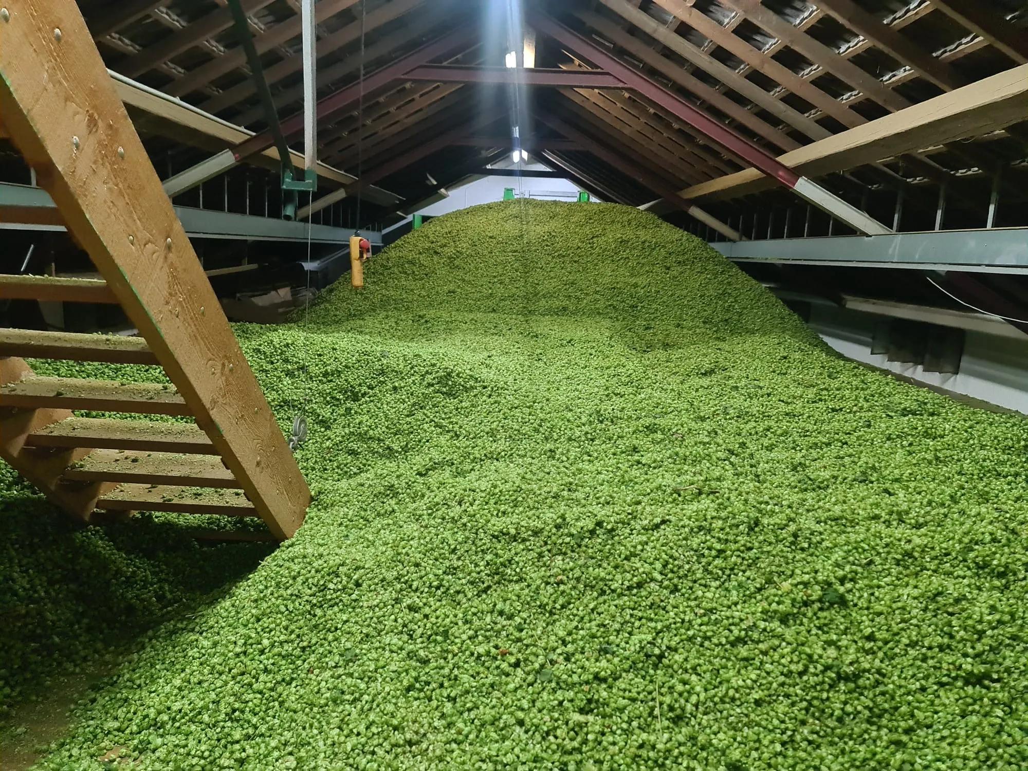 Ein Dachboden, in dem frisch geerntete Hopfen in großen Mengen zur Trocknung gelagert werden.