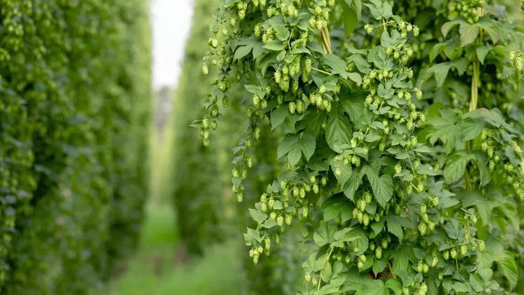 Hopfen