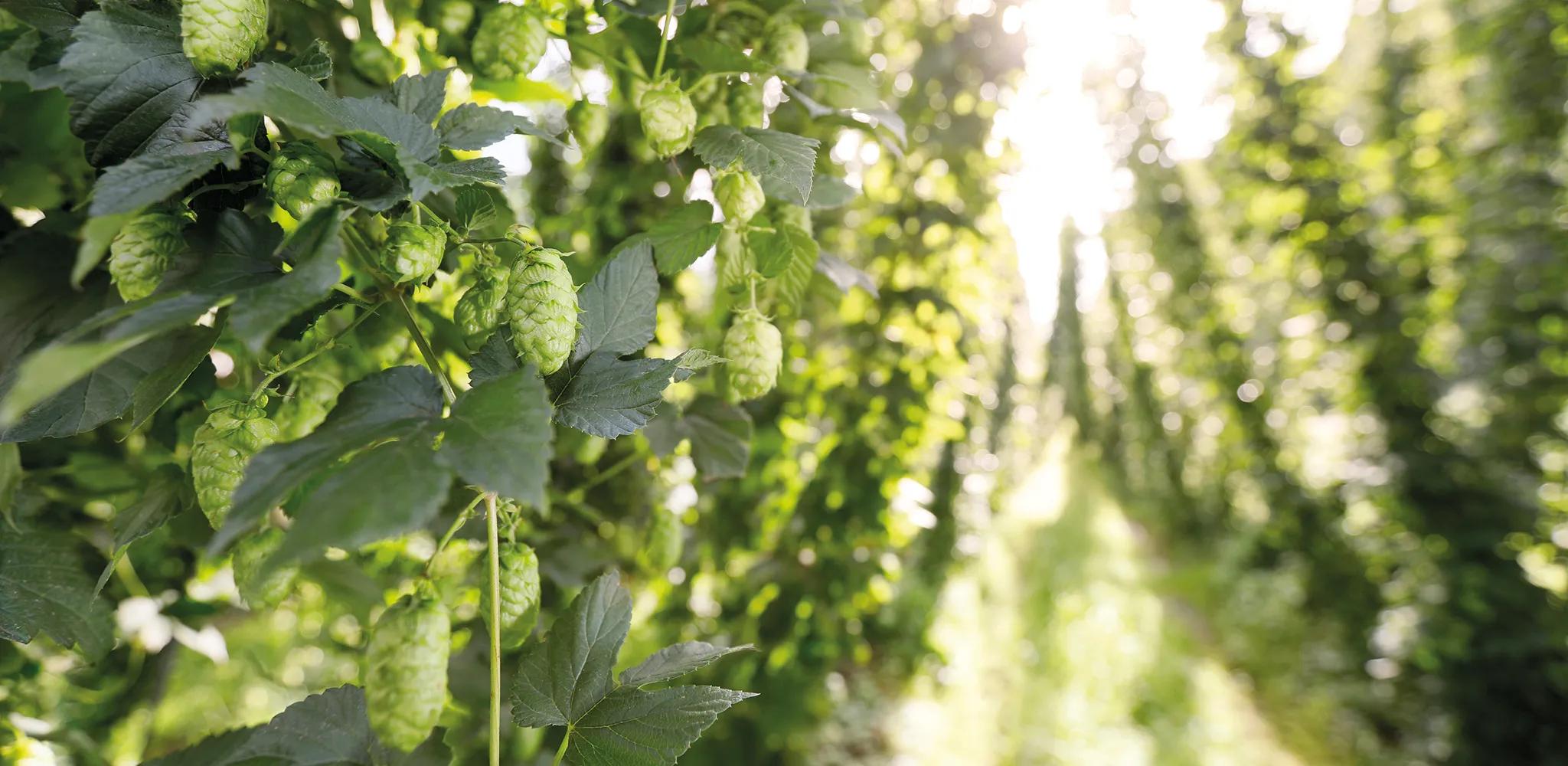 Nahaufnahme Hopfengarten