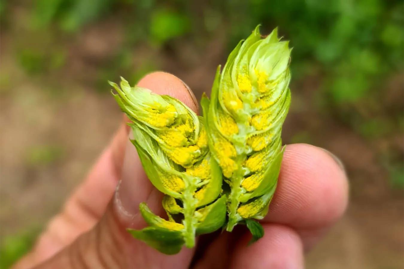 Zwei Hopfen in der Hand