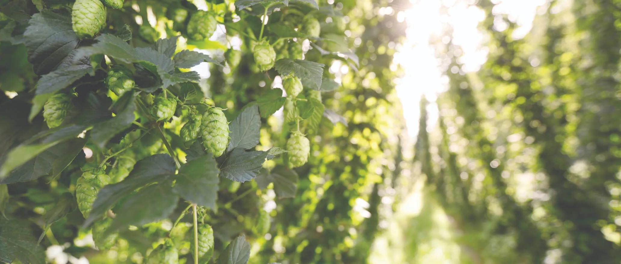 Nahaufnahme Hopfengarten an einem sonnigen Tag