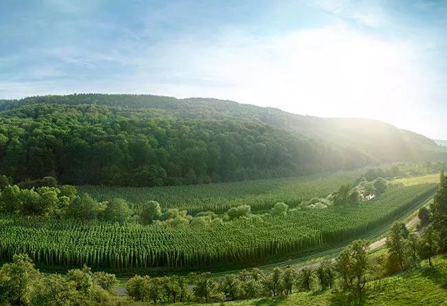 Weitwinkelaufnahme Panorama Hopfengarten im Sommer bei sonnigem Wetter