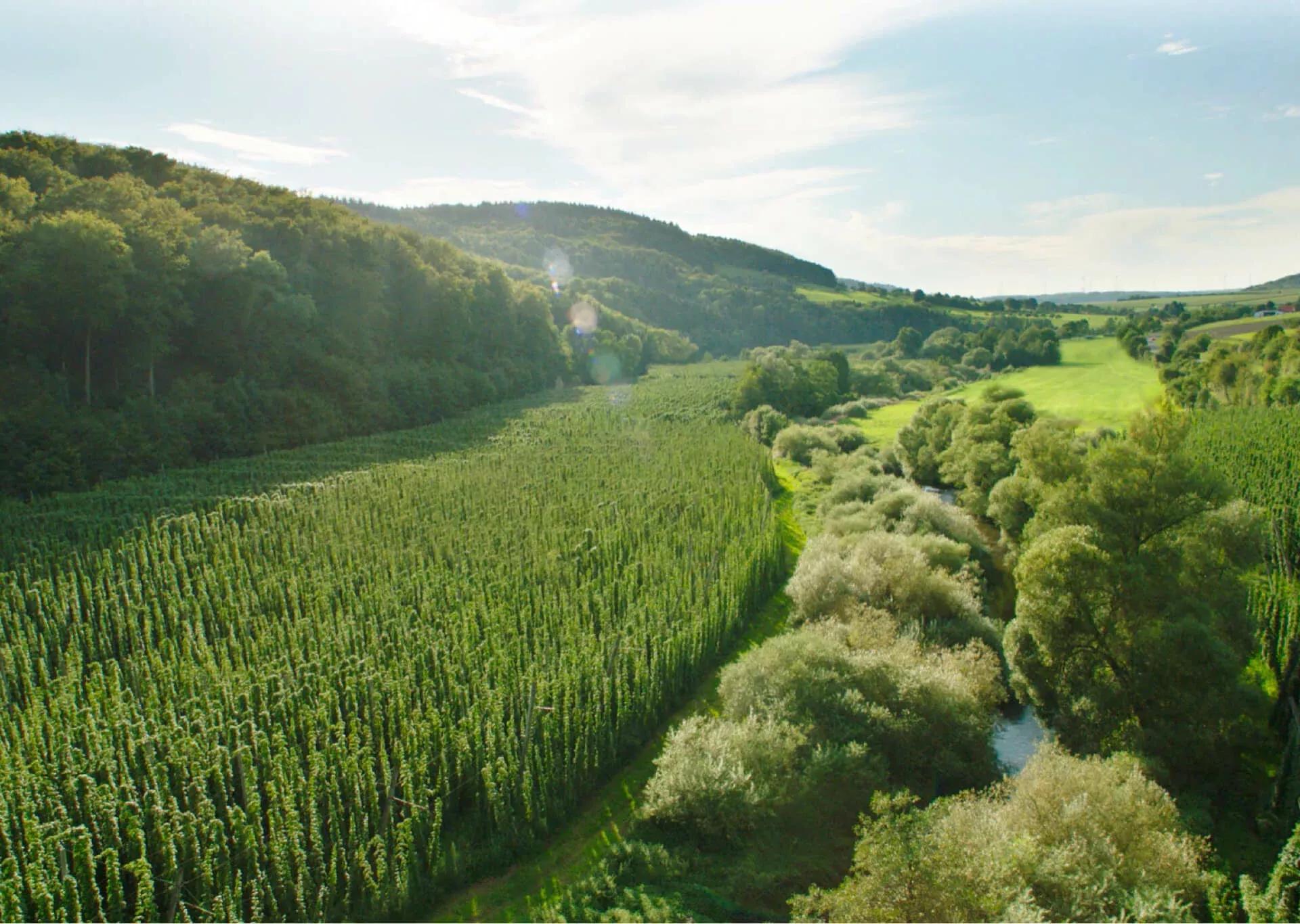 Hopfengarten im Tal aus Vogelperspektive bei sonnigem Wetter. Ein Bach fließt davor umgeben von Bäumen. im Hintergrund sieht man eine leicht bergige Landschaft.