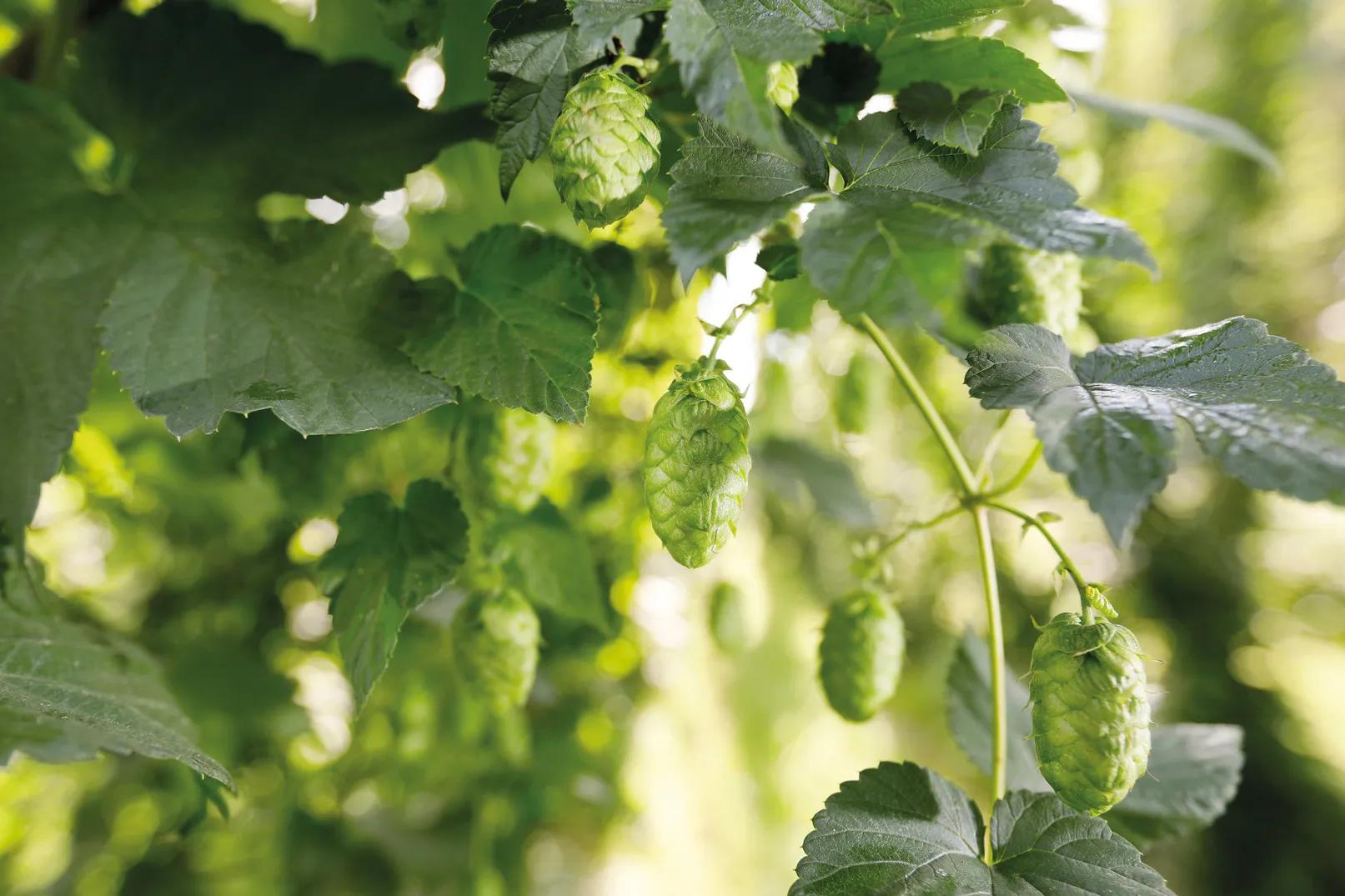 Nahaufnahme vom Hopfen